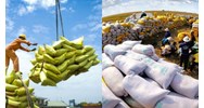 Quy định về điều kiện kinh doanh xuất khẩu gạo