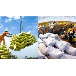 Quy định về điều kiện kinh doanh xuất khẩu gạo