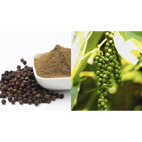 Đăng ký nhãn hiệu cho sản phẩm hạt tiêu - Luật Minh Khuê