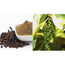 Đăng ký nhãn hiệu cho sản phẩm hạt tiêu - Luật Minh Khuê