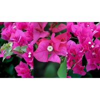 Dàn ý Tả cây hoa giấy hay nhất, đạt điểm cao - Văn mẫu lớp 5
