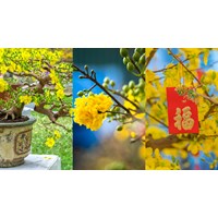 Dàn ý Tả cây hoa mai chi tiết, hay nhất - Văn mẫu lớp 4