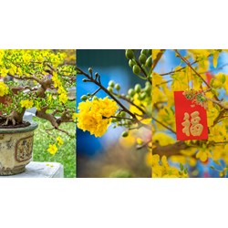 Dàn ý Tả cây hoa mai chi tiết, hay nhất - Văn mẫu lớp 4
