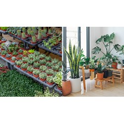 Đăng ký nhãn hiệu cho hoa, cây cảnh, dịch vụ trồng cây xanh