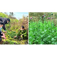 Quy định về nghiêm cấm trồng cây có chứa chất ma túy