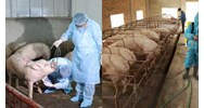 Vệ sinh, khử trùng cơ sở chăn nuôi xử lý ổ dịch bệnh động vật trên cạn