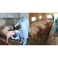 Vệ sinh, khử trùng cơ sở chăn nuôi xử lý ổ dịch bệnh động vật trên cạn