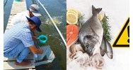 Chiều hướng lây lan diện rộng khi công bố dịch bệnh động vật thủy sản