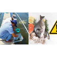 Chiều hướng lây lan diện rộng khi công bố dịch bệnh động vật thủy sản