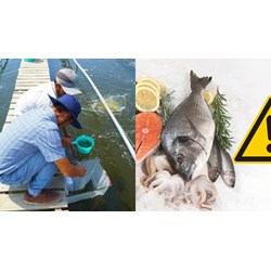 Chiều hướng lây lan diện rộng khi công bố dịch bệnh động vật thủy sản