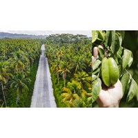 Tả một loài cây gắn liền với những kỉ niệm của tuổi thơ siêu hay