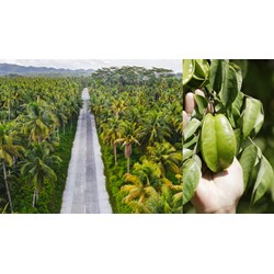 Tả một loài cây gắn liền với những kỉ niệm của tuổi thơ siêu hay