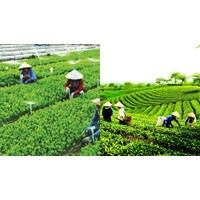 Hồ sơ, thủ tục sáp nhập hợp tác xã, liên hiệp hợp tác xã