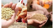 Quyền và nghĩa vụ của cơ sở khảo nghiệm thức ăn chăn nuôi
