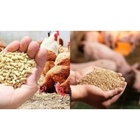 Quyền và nghĩa vụ của cơ sở khảo nghiệm thức ăn chăn nuôi