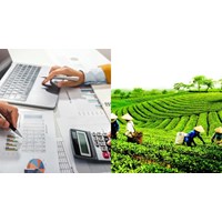 Quy định về công tác kế toán hợp tác xã, liên hiệp hợp tác xã