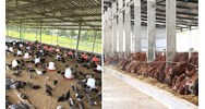 Quy định về điều kiện đối với các loại quy mô chăn nuôi