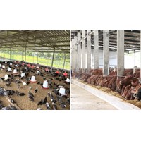Quy định về điều kiện đối với các loại quy mô chăn nuôi