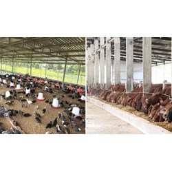 Quy định về điều kiện đối với các loại quy mô chăn nuôi