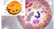 Hoạt động chức năng của lysosome có ý nghĩa gì đối với tế bào?