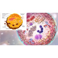 Hoạt động chức năng của lysosome có ý nghĩa gì đối với tế bào?