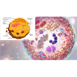 Hoạt động chức năng của lysosome có ý nghĩa gì đối với tế bào?