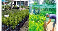 Điều kiện sản xuất, kinh doanh giống cây trồng thuộc loài cây trồng chính?