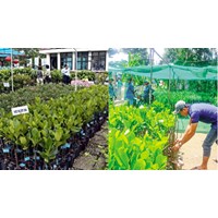 Điều kiện sản xuất, kinh doanh giống cây trồng thuộc loài cây trồng chính?