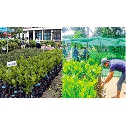 Điều kiện sản xuất, kinh doanh giống cây trồng thuộc loài cây trồng chính?