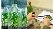 Quản lý chất lượng vật liệu nhân giống theo chuẩn kỹ thuật quốc gia?