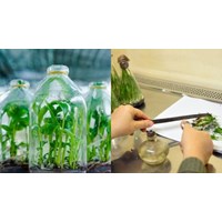 Quản lý chất lượng vật liệu nhân giống theo chuẩn kỹ thuật quốc gia?