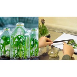 Quản lý chất lượng vật liệu nhân giống theo chuẩn kỹ thuật quốc gia?
