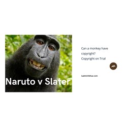 Can A Monkey Have Copyright? Ownership Rights on Trial