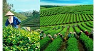 Tỉnh nào sau đây ở Tây Nguyên trồng được nhiều chè nhất?