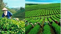 Tỉnh nào sau đây ở Tây Nguyên trồng được nhiều chè nhất?
