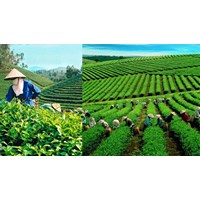 Tỉnh nào sau đây ở Tây Nguyên trồng được nhiều chè nhất?
