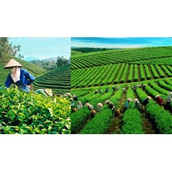 Tỉnh nào sau đây ở Tây Nguyên trồng được nhiều chè nhất?