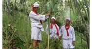 Người Chăm tại rừng tín ngưỡng theo truyền thống có bị thu tiền sử dụng rừng?