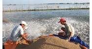 Điều kiện khu nuôi khảo nghiệm của cơ sở khảo nghiệm thức ăn thủy sản?