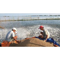 Điều kiện khu nuôi khảo nghiệm của cơ sở khảo nghiệm thức ăn thủy sản?