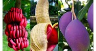 Phí thẩm định, hồ sơ cấp giấy chứng nhận an toàn sinh học biến đổi gen