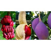 Phí thẩm định, hồ sơ cấp giấy chứng nhận an toàn sinh học biến đổi gen