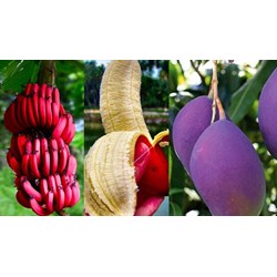 Phí thẩm định, hồ sơ cấp giấy chứng nhận an toàn sinh học biến đổi gen
