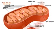 Tại sao ti thể có khả năng tổng hợp một số protein đặc trưng của nó?