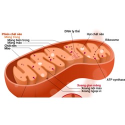 Tại sao ti thể có khả năng tổng hợp một số protein đặc trưng của nó?