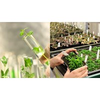 Mẫu đơn yêu cầu chấm dứt sử dụng giống cây trồng cập nhật mới nhất