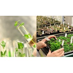 Mẫu đơn yêu cầu chấm dứt sử dụng giống cây trồng cập nhật mới nhất