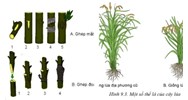 Lý thuyết phương pháp chọn, tạo giống cây trồng Công nghệ lớp 10
