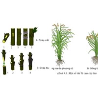 Lý thuyết phương pháp chọn, tạo giống cây trồng Công nghệ lớp 10