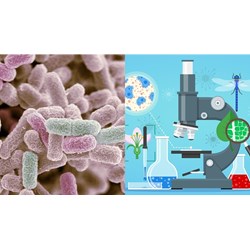 Sản phẩm hình thành cuối cùng theo mô hình của opêron Lac ở E.coli là?